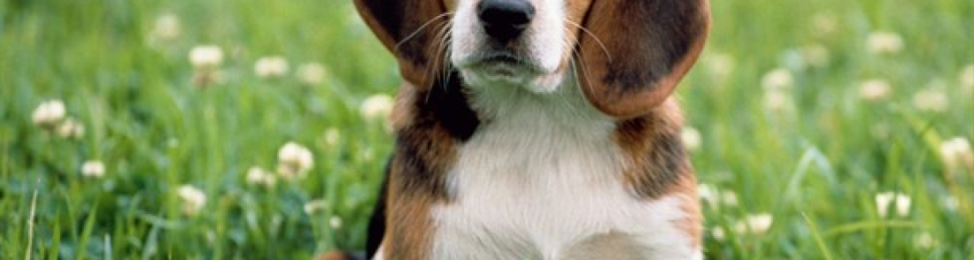 Köpekler Hakkında İlginç Bilgiler